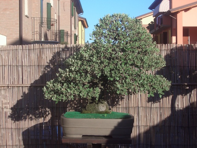 Quercus ilex