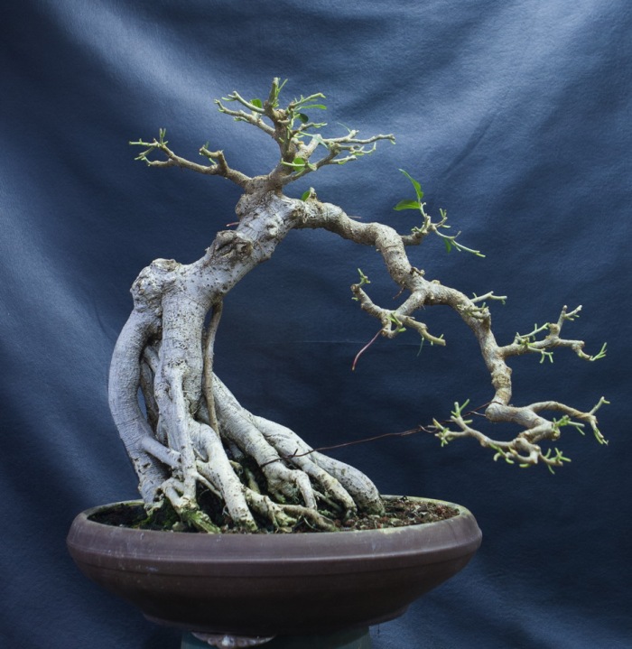 Ficus bonsai