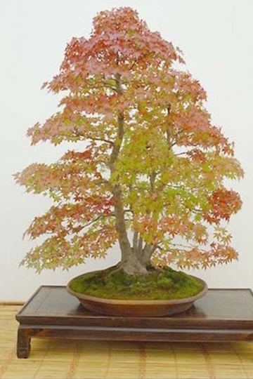 Japanese maple Bonsai from clump (Aido Bonsai)