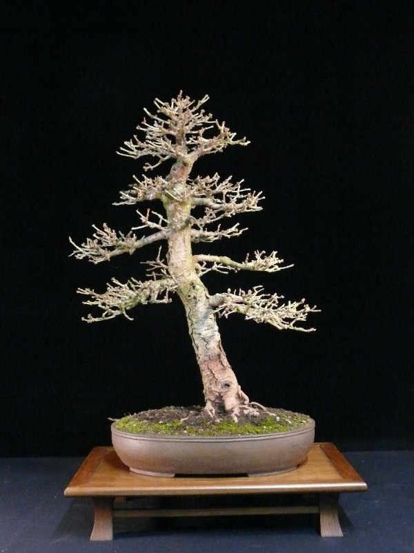 Larch bonsai tree