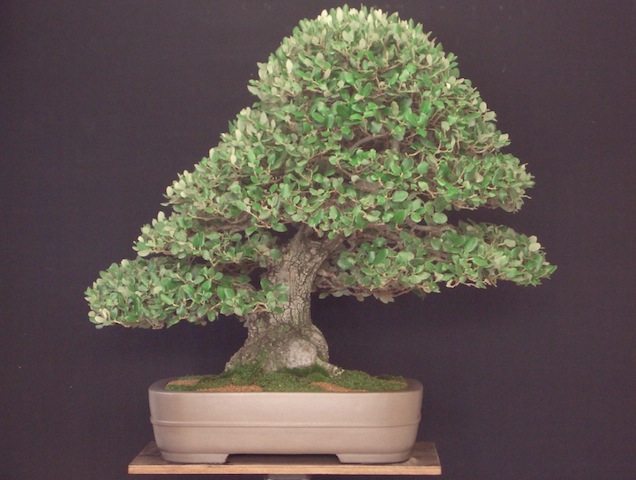 Quercus bonsai