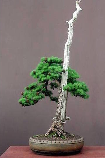 Literati Bonsai (Bonsai del Norte)