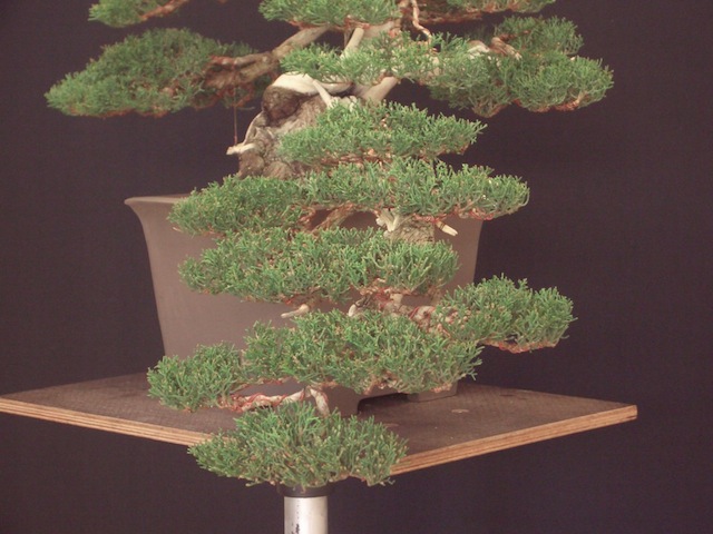 Wiring bonsai