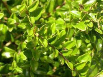 Honeysuckle Lonicera nitida / pileata