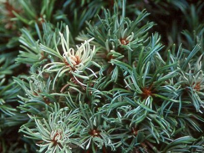 Japanese white pine Pinus parviflora, Five needle pine