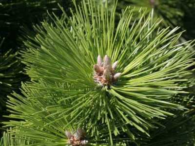 Japanese black pine Pinus thunbergii