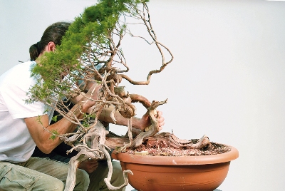 The Bonsai tree, raw material