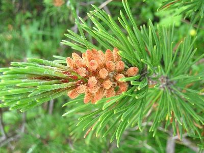 Mountain pine Pinus mugo