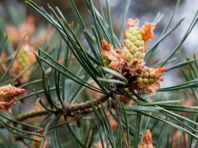 Scots pine Pinus sylvestris