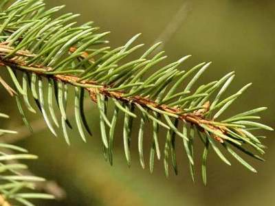 European spruce Picea abies