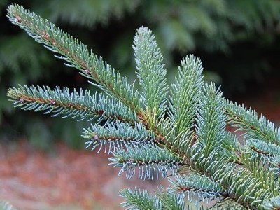 Yezo-spruce Picea jezoensis