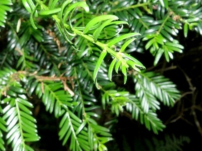 European yew Taxus baccata