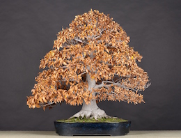 Fagus crenata (Blume.), Japan. Mansei-en