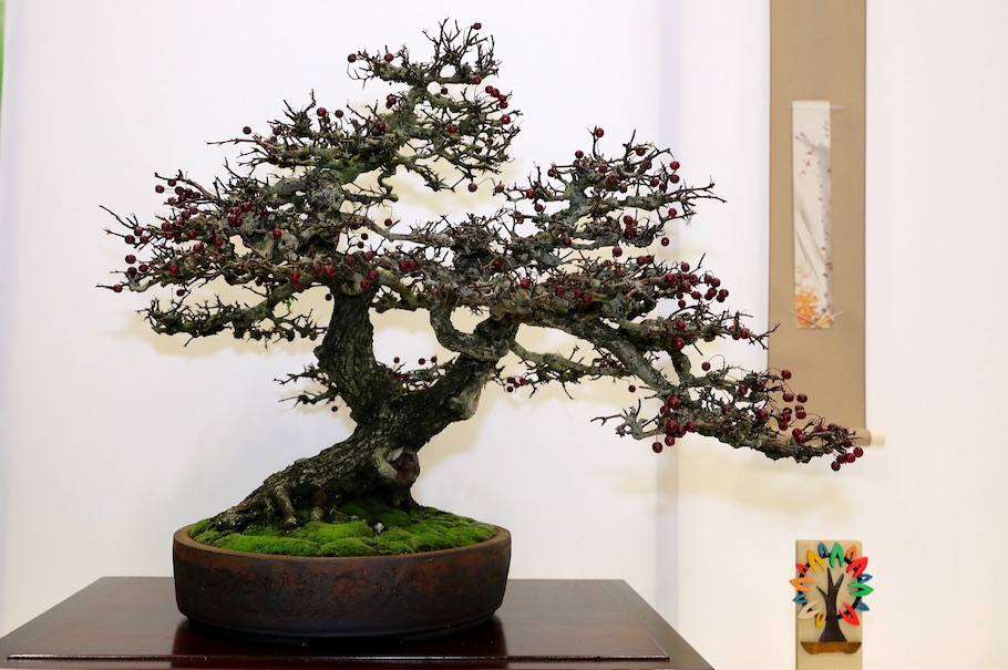 Bonsai Europa 2017