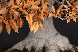 Fagus crenata (Blume.), Japan. Mansei-en