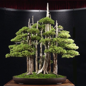 Bonsai forest by John Naka, Japan