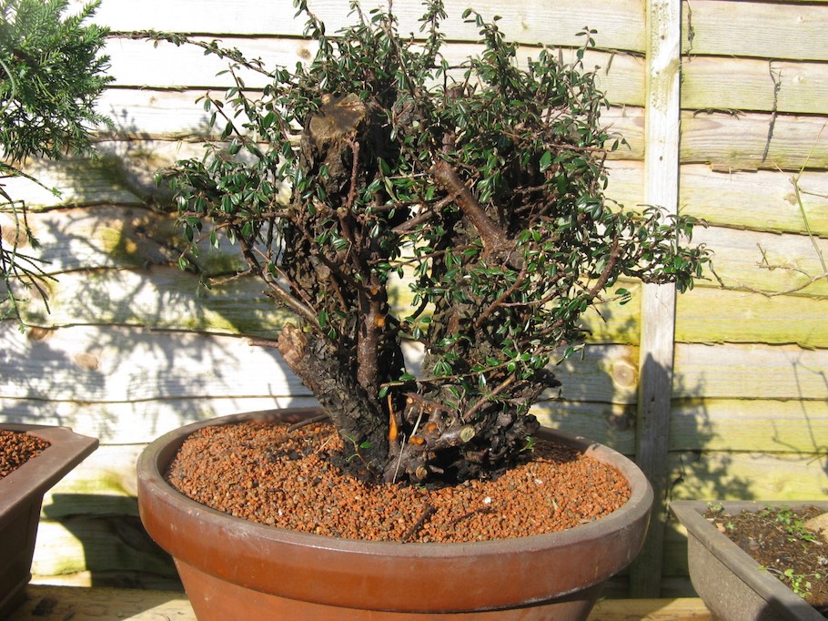 Cotoneaster Bonsai by Harry Harrington