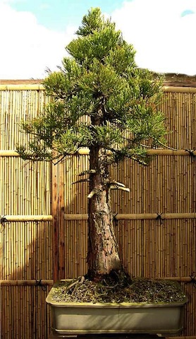 Sequoia bonsai