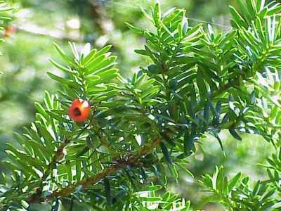 Japanese yew Taxus cuspidata