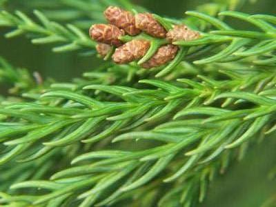 Japanese cryptomeria Cryptomeria japonica, Japanese cedar