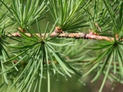 European larch Larix decidua