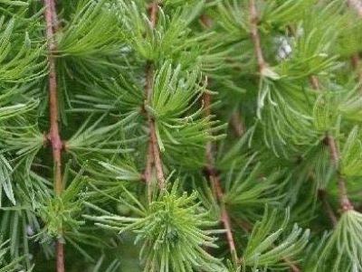 Japanese larch Larix kaempferi