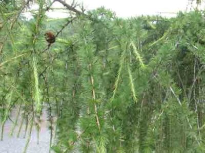 Hybrid larch Larix eurolepis