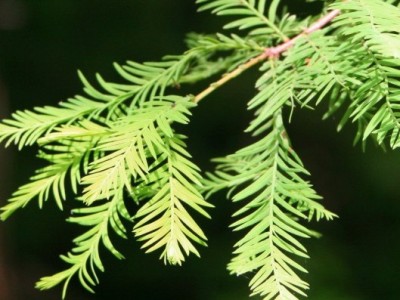 Bald cypress Taxodium distichum