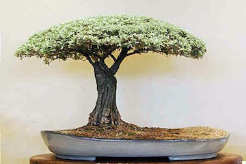 African Bonsai (Luis Nel)