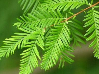 Dawn redwood Metasequoia glyptostroboides