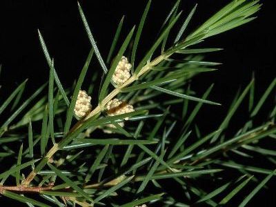 Needle juniper Juniperus rigida