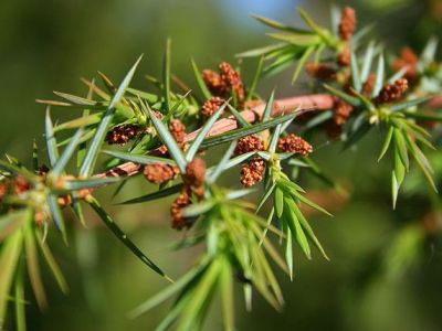 Common juniper Juniperus communis