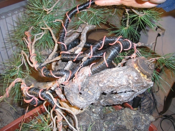 Wiring the branches