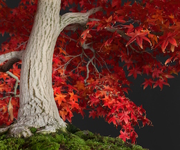 Acer palmatum, var. ‘Deshôjô (Tunb.), Hiroshi Takeyama Nursery, Japan