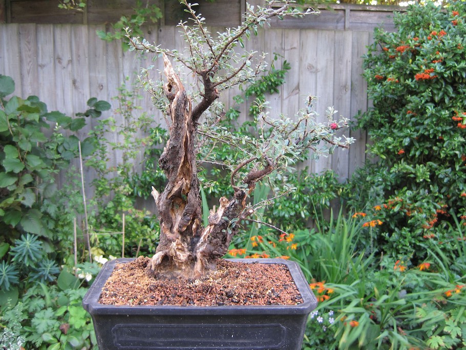 Cotoneaster Bonsai by Harry Harrington