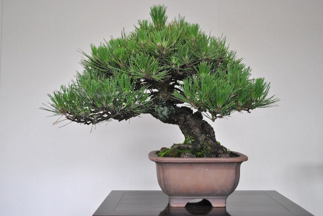 Japanese black pine