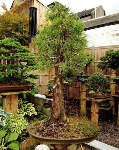 Sequoia bonsai closeup