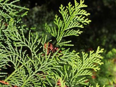 Hinoki cypress Chamaecyparis obtusa