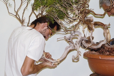 Bending Bonsai trunk