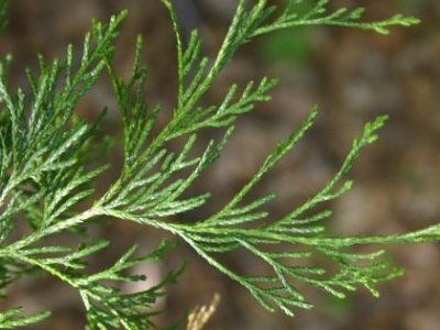 Sawara cypress Chamaecyparis pisifera