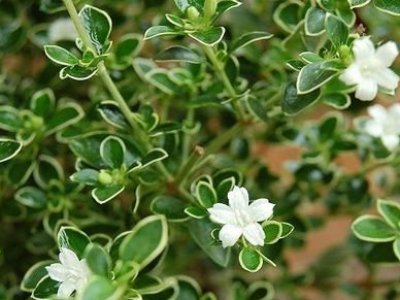 Snow rose Serissa japonica and foetida