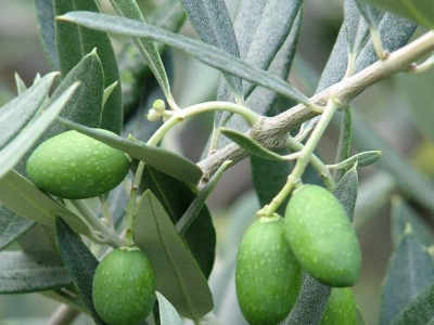 Olive Olea europaea