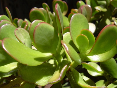 Dwarf jade Portulacaria and Crassula