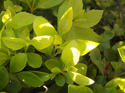 Duranta Duranta excelsa