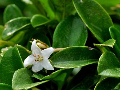 Fukien tea Carmona retusa