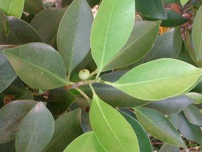 Fig tree Ficus retusa and ginseng