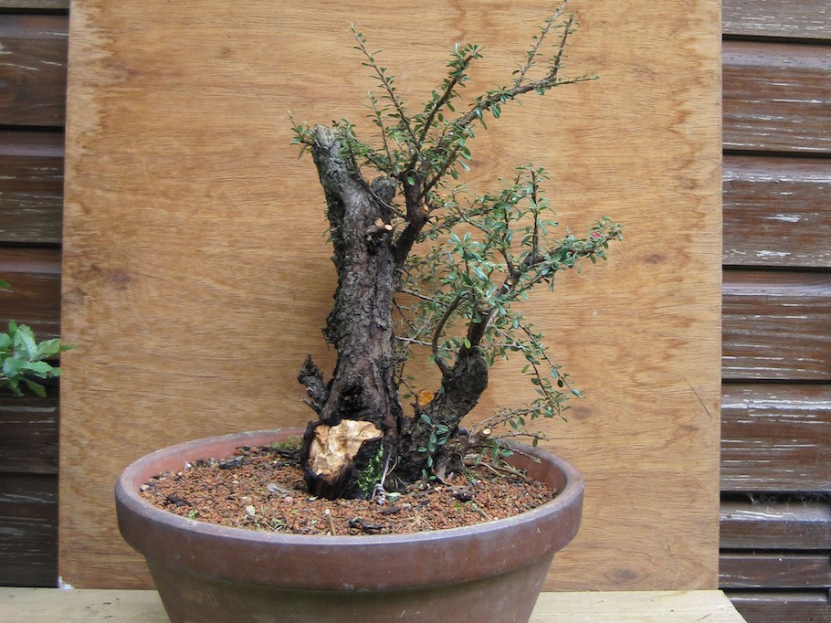 Cotoneaster Bonsai by Harry Harrington