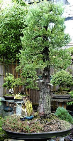 Giant sequoia