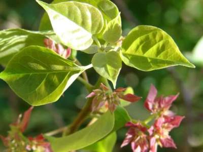 Bougainvillea Bougainvillea