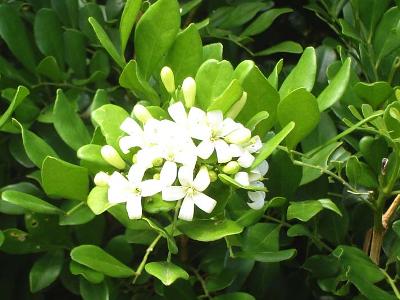 Orange jessamine Murraya paniculata